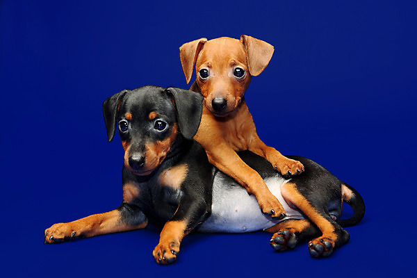 포토 JPG 해외이미지 스튜디오촬영 동물 2 포유류 실내 사람없음 빨간색 반려동물 갈색 검은색 가축 미니어처 개 강아지 작음 만족 송곳니 기르기 미니 유래 해외202004 해외포토 감정 컬러 내부 모형 치아 크기 돌봄 파일형식 이미지허브