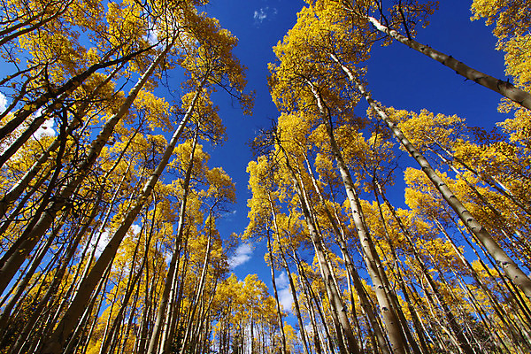 포토 JPG 해외이미지 나무 계절 여행 잎 자연 하늘 산 풍경 사람없음 목재 빨간색 세로 초록색 파란색 컬러풀 노란색 미국 활발 가을 나뭇가지 소나무 황금 숲 큼 수목 전국 콜로라도 해외202004 해외포토 식물 컬러 컨셉 북아메리카 재료 크기 생태계 파일형식 이미지허브