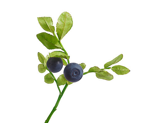 포토 JPG 해외이미지 식물 열매 잎 자연 사람없음 초록색 파란색 식사 나뭇가지 신선 숲 블루베리 해외202004 해외포토 나무 컬러 과일 생태계 파일형식 이미지허브