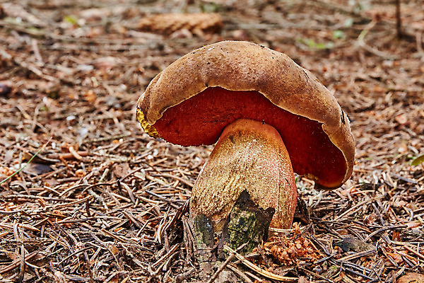 포토 JPG 해외이미지 식물 디자인 계절 음식 채소 재료 자연 건강 이끼 요리 사람없음 빨간색 초록색 여름 파란색 갈색 버섯 성장 가을 신선 맛 숲 유기농 내추럴 곰팡이 그물버섯 식용 채식주의자 캡모자 해외202004 해외포토 모자_잡화 웰빙 컬러 컨셉 생태계 채식 파일형식 이미지허브