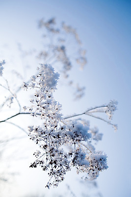 포토 JPG 해외이미지 식물 백그라운드 겨울 자연 하늘 날씨 사람없음 파란색 얼음 추위 흰색 나뭇가지 12월 서리 1월 내추럴 2월 해외202004 해외포토 자연요소 나무 계절 컬러 날짜 생태계 파일형식 이미지허브