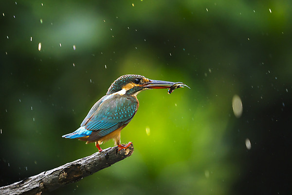 포토 JPG 해외이미지 주간 야생동물 자연 조류 사람없음 야외 아웃포커스 나뭇가지 물새 물총새 해외202004 해외포토 자연요소 나무 동물 촬영기법 생태계 파일형식 이미지허브