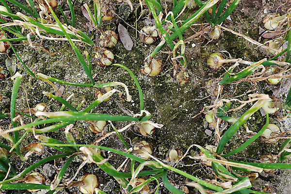 포토 JPG 해외이미지 식물 아시아 음식 꽃무늬 농업 채소 전구 양파 동양인 사람없음 야외 초록색 농작물 농장 정원 흙 봄 닫기 상품 땅 먹기 허브 향신료 원예 베트남 채소밭 밭일 해외202004 해외포토 계절 꽃 나라 산업 컬러 무늬 밭 모션 인종 취미 동남아시아 향미료 파일형식 이미지허브