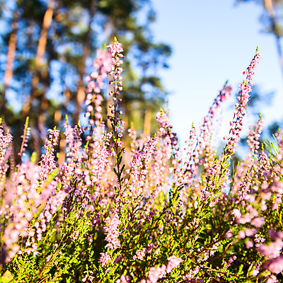 포토 JPG 해외이미지 식물 계절 공원 꽃 백그라운드 잎 밭 농업 자연 날씨 풍경 잔디 사람없음 야외 초록색 여름 빛 햇빛 태양 농장 노란색 환경 정원 맑음 일몰 봄 성장 흰색 시골 신선 낟알 땅 허브 내추럴 땅바닥 생태학 해외202004 해외포토 자연요소 공공시설 교육 산업 컬러 바닥 노을 생태계 파일형식 이미지허브