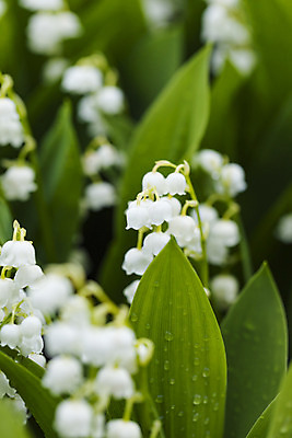 포토 JPG 해외이미지 식물 꽃 백그라운드 잎 꽃무늬 자연 새로움 풍경 사람없음 야외 장식 초록색 빛 햇빛 환경 정원 계곡 봄 활발 들꽃 벚꽃 흰색 신선 개화 숲 백합 5월 향기 내추럴 취급주의 그리너리 해외202004 해외포토 계절 컬러 컨셉 무늬 경고 태양 날짜 생태계 냄새 파일형식 트랜드컬러 이미지허브