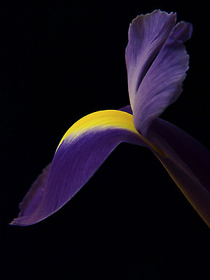 포토 JPG 해외이미지 식물 꽃 사람없음 정원 보라색 붓꽃 해외202004 해외포토 컬러 파일형식 이미지허브