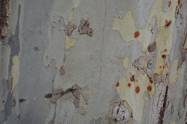 포토 JPG 해외이미지 디자인 벽 백그라운드 패턴 건축양식 거리 주택 손잡이 사람없음 건물 목재 갈색 문 어둠 수확 골동품 중세 역사 질감 대문 옛날 스타일 해외202004 해외포토 나무 건축물 건축 컬러 무늬 농업 재료 파일형식 이미지허브