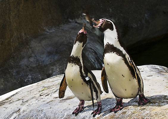 포토 JPG 해외이미지 동물 음식 날개 자연 조류 어류 사람없음 산타클로스 검은색 젖음 추위 흰색 잡기 그룹 먹기 펭귄 캘리포니아 서식지 점심식사 수유 해외202004 해외포토 컬러 크리스마스 모션 식사 미국 수중동물 생태계 파일형식 이미지허브