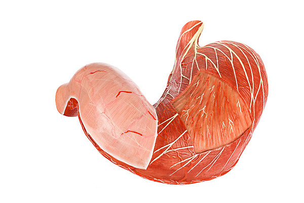 포토 JPG 해외이미지 모델 외관 교육 음식 과학 신체 해부 고등학교 건강 사람 사람없음 야외 스터디 약 건강관리 고통 의사 가르침 오르간 질병 플라스틱 흰배경 유기농 생물학 정맥 고립 인공 해외202004 해외포토 웰빙 감정 백그라운드 의학 학교 재질 관리 학습 의료진 흰색 건반악기 혈관 파일형식 이미지허브