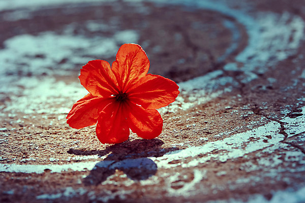 포토 JPG 해외이미지 디자인 꽃잎 꽃 분홍색 백그라운드 자연 발렌타인데이 사랑 사람없음 목재 라벨 공책 침묵 봄 수확 흰색 신용카드 복고 빈티지배경 그런지 옛날 카피스페이스 해외202004 해외포토 나무 식물 계절 감정 컬러 농업 재료 데이이벤트 문구용품 프레임 금융 소리 공백 빈티지 생태계 파일형식 이미지허브