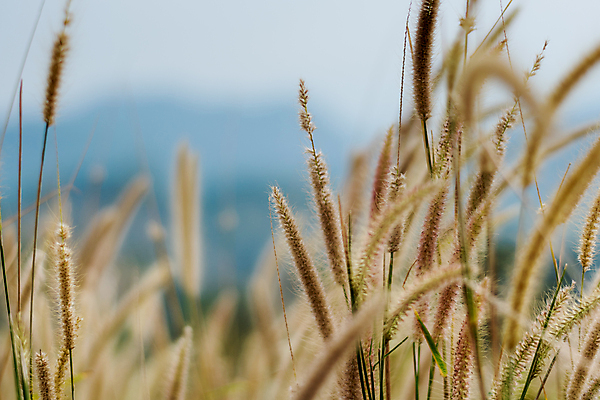 포토 JPG 해외이미지 식물 계절 꽃 실루엣 선 줄기 백그라운드 잎 꽃무늬 패턴 밭 자연 탁자 하늘 추상 따뜻함 풍경 사람없음 목재 초록색 여름 빛 햇빛 태양 노란색 일출 정원 맑음 일몰 봄 성장 가을 흰색 시골 신선 도시 황금 질감 내추럴 해외202004 해외포토 자연요소 나무 컬러 가구 무늬 농업 재료 날씨 촬영기법 노을 생태계 파일형식 이미지허브