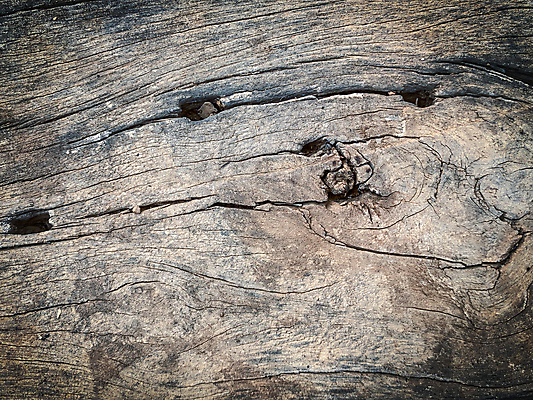 포토 JPG 해외이미지 나무 식물 디자인 공원 백그라운드 패턴 자연 벽지 표면 추상 미술 사람없음 목재 초록색 갈색 검은색 회색 수확 흰색 거친 묘사 유기농 질감 나무껍질 자작나무 내추럴 옛날 해외202004 해외포토 웰빙 공공시설 컬러 무늬 농업 재료 문화예술 껍질 생태계 파일형식 이미지허브