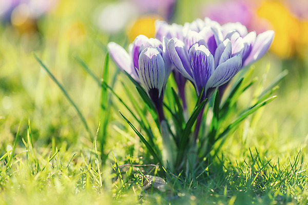 포토 JPG 해외이미지 식물 디자인 계절 꽃 꽃다발 백그라운드 잎 꽃무늬 텍스트 자연 수채화 부활절 미술 사람없음 야외 파란색 빛 우주 정원 봄 성장 흰색 우아함 작음 다발 제비꽃 향수 속도 원예 라일락 내추럴 고립 땅바닥 사프란 해외202004 해외포토 기념일 컬러 컨셉 무늬 문화예술 바닥 취미 화장품 크기 향신료 생태계 파일형식 이미지허브