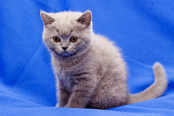 포토 JPG 해외이미지 동물 1 응시 포즈 백그라운드 털 그림자 앉기 사람없음 가로 파란색 반려동물 귀여움 고양이 회색 슬픔 직물 작음 육식동물 유래 해외202004 해외포토 시선 감정 컬러 컨셉 포유류 모션 크기 파일형식 이미지허브