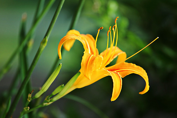 포토 JPG 해외이미지 식물 꽃잎 꽃 줄기 백그라운드 꽃무늬 오렌지 자연 사람없음 야외 초록색 여름 컬러풀 노란색 정원 봄 활발 성장 벚꽃 신선 개화 닫기 백합 묘사 원예 질감 꽃가루 내추럴 꽃수술 영원 해외202004 해외포토 계절 컬러 컨셉 무늬 과일 모션 취미 가루 생태계 파일형식 이미지허브