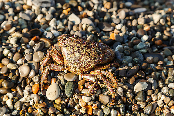 포토 JPG 해외이미지 바다 여행 백그라운드 자연 사람없음 야외 가로 물 햇빛 갈색 산책 게 조약돌 보호 매끈함 오브젝트 내추럴 집게발 해외202004 해외포토 자연요소 컬러 컨셉 휴식 갑각류 태양 돌_바위 감각 생태계 파일형식 이미지허브