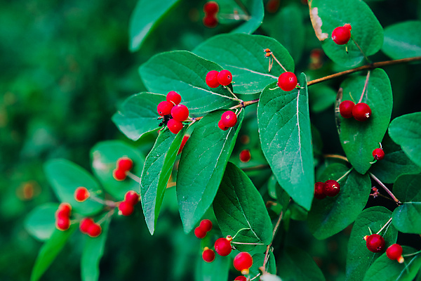 포토 JPG 해외이미지 식물 동물 꽃 나비 곤충 날개 오렌지 자연 사람없음 초록색 여름 노란색 정원 보라색 검은색 봄 흰색 해외202004 해외포토 계절 컬러 과일 생태계 파일형식 이미지허브