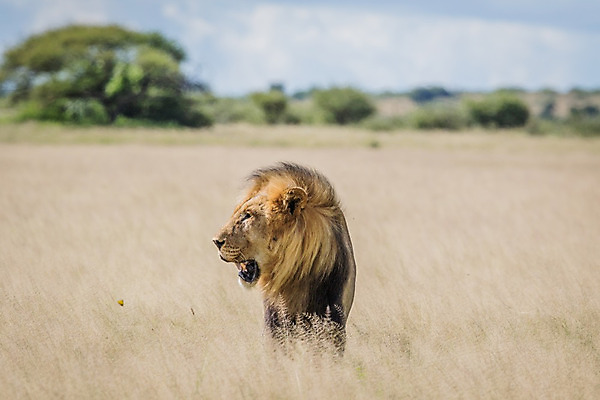 포토 JPG 해외이미지 동물 야생동물 여행 포유류 아프리카 자연 생물 털 동물원 사람없음 환경 고양이 힘 분노 황무지 위험 사자 큼 왕 모피 사파리 리더 육식동물 사냥꾼 멸종 사자자리 표범 내추럴 사바나 웅장함 해외202004 해외포토 직업 감정 나라 컨셉 반려동물 별자리 크기 생태계 파일형식 이미지허브