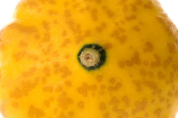 포토 JPG 해외이미지 음식 농업 채소 자연 사람없음 노란색 닫기 먹기 유기농 날것 스쿼시 내추럴 고립 식용 채식주의자 해외202004 해외포토 웰빙 산업 스포츠 컬러 모션 구기 생태계 채식 파일형식 이미지허브