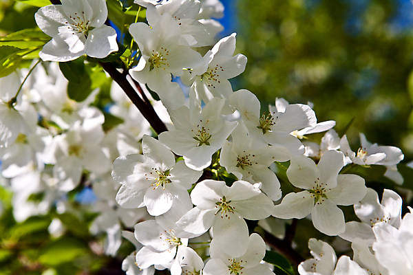 포토 JPG 해외이미지 나무 식물 디자인 계절 꽃잎 꽃 백그라운드 잎 2 패턴 농업 과일 자연 하늘 사람없음 야외 장식 초록색 여름 파란색 농장 맑음 성장 벚꽃 게 흰색 나뭇가지 개화 사과 만족 싱글 원예 정맥 해외202004 해외포토 감정 산업 컬러 무늬 날씨 갑각류 취미 생태계 혈관 파일형식 이미지허브