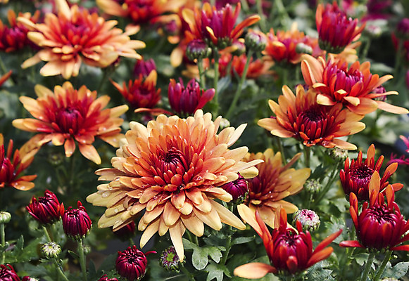 포토 JPG 해외이미지 식물 1 계절 꽃잎 꽃 분홍색 꽃다발 백그라운드 꽃무늬 패턴 오렌지 자연 벽지 추상 휴가 국화 사랑 사람없음 장식 빨간색 초록색 여름 노란색 머리 정원 보라색 봄 활발 벚꽃 가을 흰색 신선 개화 원예 데이지 고립 해외202004 해외포토 감정 컬러 컨셉 무늬 과일 취미 신체부위 생태계 파일형식 이미지허브