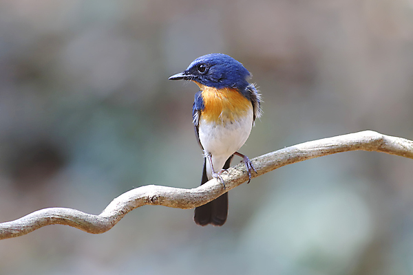 포토 JPG 해외이미지 나무 동물 여자 남자 아시아 얼굴 야생동물 백그라운드 날개 태국 자연 조류 사람없음 야외 목재 가로 초록색 파란색 컬러풀 머리 환경 나뭇가지 막대기 닫기 숲 깃털 꼬리 부리 서식지 생태학 해외202004 해외포토 식물 교육 나라 컬러 재료 모션 사람 신체부위 생태계 파일형식 이미지허브