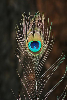 포토 JPG 해외이미지 공원 남자 조류 사람없음 파란색 세계 관찰 행운 재산 보호 공작 땅 인도인 깃털 지역 가나 보호구역 아그라 전국 해외202004 해외포토 외국인 동물 공공시설 컬러 컨셉 모션 사람 동양인 금융 구역 파일형식 서아프리카 이미지허브