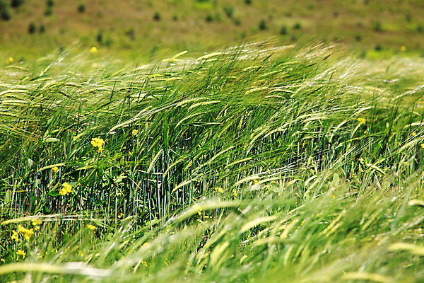 포토 JPG 해외이미지 식물 산업 음식 빵 줄기 백그라운드 밭 농업 채소 가족 자연 하늘 옥수수 씨앗 사람없음 야외 가로 초록색 여름 파란색 농작물 햇빛 태양 농장 노란색 식사 수확 성장 껍질 시골 시간 재산 낟알 시리얼 밀 보리 장면 스파이크 밀짚 숙성 호밀 세련 해외202004 해외포토 자연요소 계절 컬러 관계 곡류 금융 짚 생태계 파일형식 이미지허브