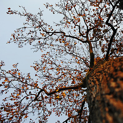 포토 JPG 해외이미지 나무 계절 공원 단풍 잎 오렌지 자연 사람없음 야외 햇빛 갈색 노란색 맑음 침묵 가을 나뭇가지 황금 숲 10월 강렬 해외202004 해외포토 식물 공공시설 컬러 과일 날씨 태양 소리 날짜 생태계 파일형식 이미지허브