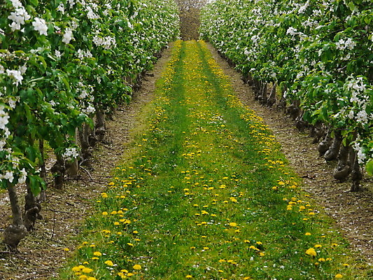 포토 JPG 해외이미지 나무 식물 계절 공원 꽃잎 꽃 분홍색 백그라운드 잎 꽃무늬 자연 사람없음 야외 초록색 빛 농장 정원 맑음 침묵 봄 벚꽃 흰색 나뭇가지 신선 개화 사과 4월 5월 시작 원예 장면 블러 카피스페이스 해외202004 해외포토 공공시설 컬러 무늬 농업 과일 날씨 취미 소리 공백 날짜 생태계 파일형식 이미지허브