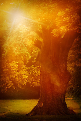 포토 JPG 해외이미지 나무 식물 디자인 계절 공원 백그라운드 컨셉 단풍 잎 패턴 오렌지 텍스트 자연 하늘 추상 사람없음 야외 빨간색 초록색 여름 빛 태양 갈색 노란색 환경 일몰 봄 성장 가을 나뭇가지 신선 소프트포커스 숲 질감 보케 10월 내추럴 카피스페이스 해외202004 해외포토 자연요소 공공시설 컬러 무늬 과일 촬영기법 노을 공백 날짜 생태계 파일형식 이미지허브