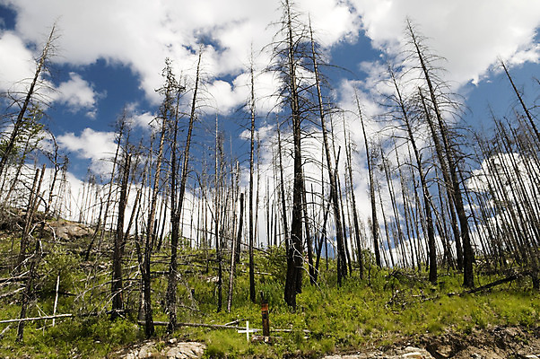 포토 JPG 해외이미지 나무 자연 산 풍경 사람없음 야외 환경 손상 소나무 숲 내추럴 재앙 해외202004 해외포토 식물 컨셉 생태계 파일형식 이미지허브