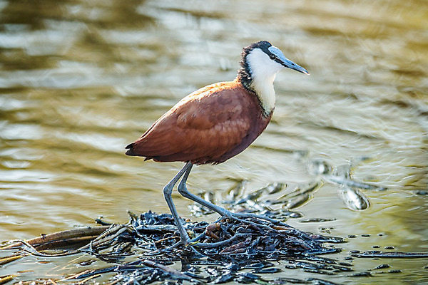 포토 JPG 해외이미지 동물 야생동물 아프리카 자연 조류 사람없음 보호 사파리 남아프리카 해외202004 해외포토 나라 컨셉 생태계 파일형식 이미지허브