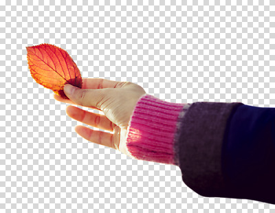 편집 편집이미지 손 단풍 낙엽 나뭇잎 한명 들기 사람 신체부위 가을 PNG 편집소스 1 계절 잎 모션 파일형식