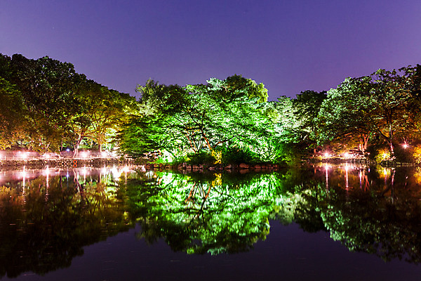 포토 JPG 나무 전통 건축 호수 야경 조명 서울 사람없음 야외 궁전 종로 창경궁 국내포토 식물 고건축 한국 야간 파일형식 풍경_경치