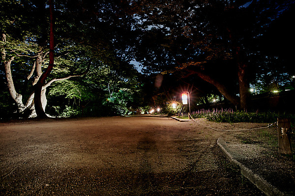 포토 JPG 나무 전통 공원 건축 야경 조명 서울 사람없음 야외 궁전 종로 창경궁 국내포토 식물 공공시설 고건축 한국 야간 파일형식 풍경_경치