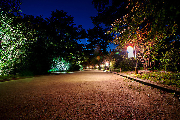 포토 JPG 나무 전통 공원 건축 야경 조명 서울 사람없음 야외 빛 궁전 종로 창경궁 국내포토 식물 공공시설 고건축 한국 야간 파일형식 풍경_경치