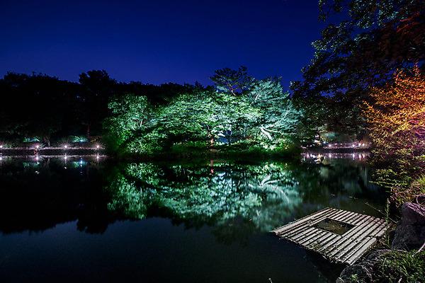 포토 JPG 나무 전통 건축 호수 야경 조명 서울 사람없음 야외 궁전 종로 창경궁 국내포토 식물 고건축 한국 야간 파일형식 풍경_경치