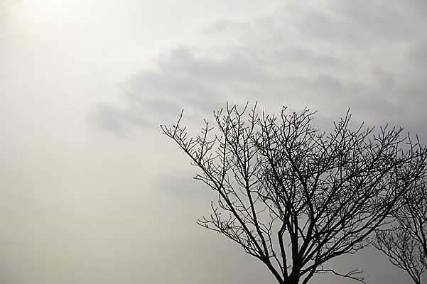 포토 JPG 주간 나무 하늘 풍경 사람없음 야외 일본 앙상함 두그루 국내포토 자연요소 식물 아시아 2 파일형식