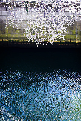 포토 JPG 주간 식물 풍경 사람없음 야외 강 일본 벚꽃 벚나무 도쿄 메구로강 국내포토 자연요소 나무 꽃 아시아 파일형식