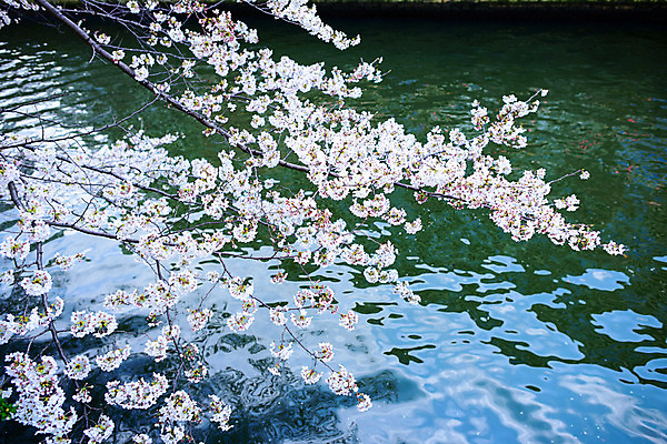 포토 JPG 주간 식물 풍경 사람없음 야외 강 일본 벚꽃 나뭇가지 벚나무 도쿄 메구로강 국내포토 자연요소 나무 꽃 아시아 파일형식