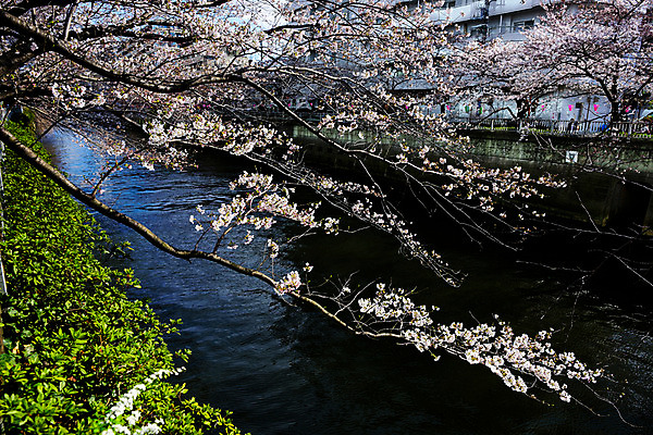 포토 JPG 주간 식물 풍경 사람없음 야외 강 일본 벚꽃 나뭇가지 벚나무 도쿄 메구로강 국내포토 자연요소 나무 꽃 아시아 파일형식