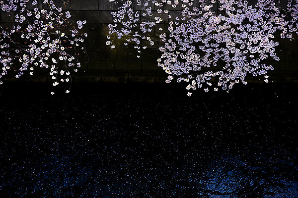 포토 JPG 주간 식물 사람없음 야외 강 일본 벚꽃 나뭇가지 벚나무 도쿄 메구로강 국내포토 자연요소 나무 꽃 아시아 파일형식