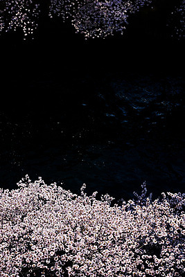 포토 JPG 주간 식물 사람없음 야외 강 일본 벚꽃 벚나무 도쿄 메구로강 국내포토 자연요소 나무 꽃 아시아 파일형식