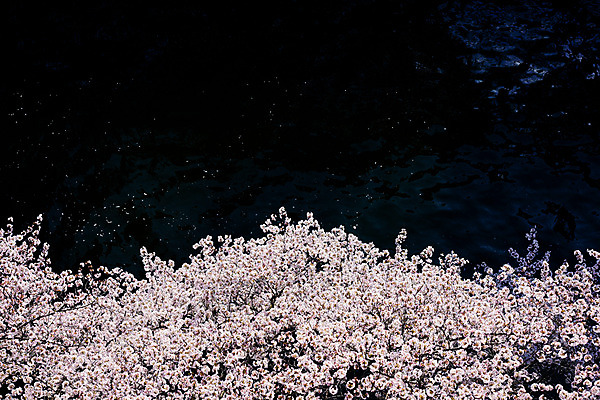 포토 JPG 주간 식물 사람없음 야외 강 일본 벚꽃 벚나무 도쿄 메구로강 국내포토 자연요소 나무 꽃 아시아 파일형식