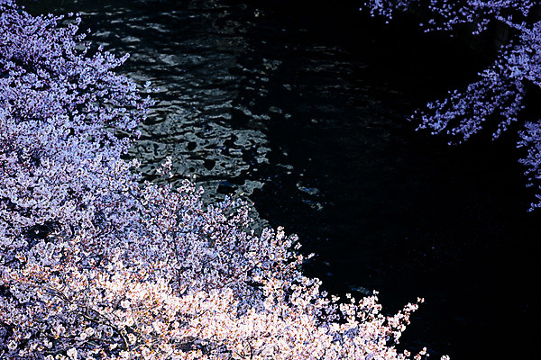 포토 JPG 주간 식물 사람없음 야외 강 일본 벚꽃 벚나무 도쿄 메구로강 국내포토 자연요소 나무 꽃 아시아 파일형식