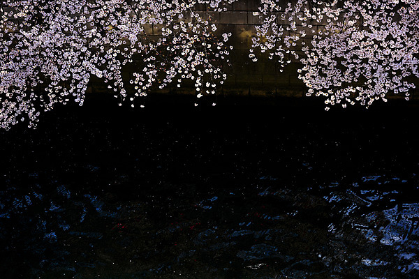 포토 JPG 주간 식물 사람없음 야외 강 일본 벚꽃 나뭇가지 벚나무 도쿄 메구로강 국내포토 자연요소 나무 꽃 아시아 파일형식