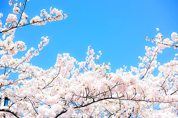 포토 JPG 주간 자연 풍경 사람없음 야외 일본 벚꽃 벚나무 국내포토 자연요소 나무 꽃 아시아 생태계 파일형식