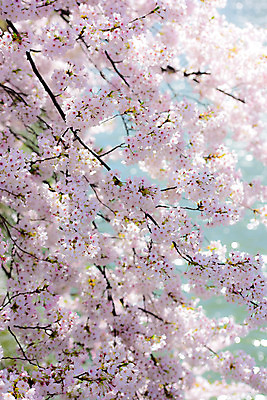 포토 JPG 주간 자연 풍경 사람없음 야외 일본 벚꽃 벚나무 국내포토 자연요소 나무 꽃 아시아 생태계 파일형식