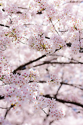 포토 JPG 주간 자연 풍경 사람없음 야외 일본 벚꽃 벚나무 국내포토 자연요소 나무 꽃 아시아 생태계 파일형식